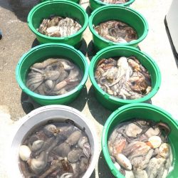 釣り船角田 釣果