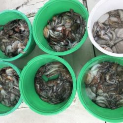 釣り船角田 釣果