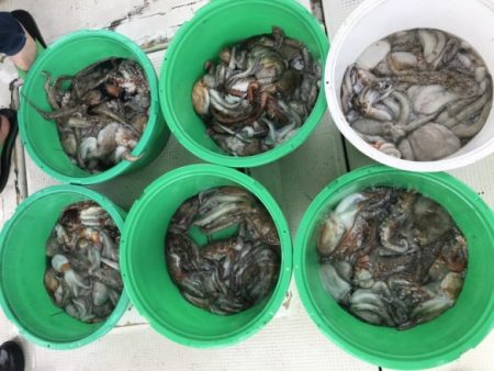 釣り船角田 釣果