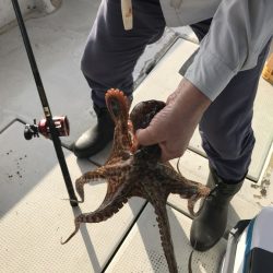 釣り船角田 釣果