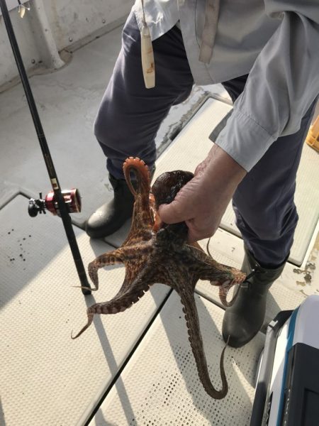 釣り船角田 釣果