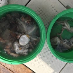 釣り船角田 釣果