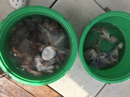 釣り船角田 釣果