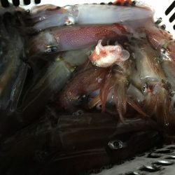 三吉丸 釣果