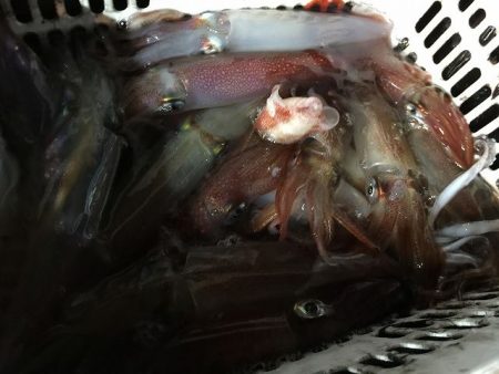 三吉丸 釣果