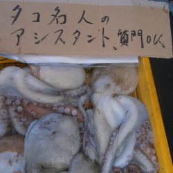 まとばや 釣果
