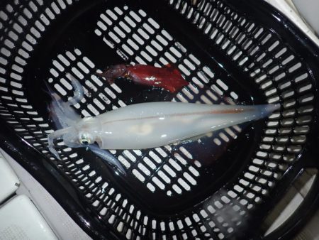 Aquanaut(アクアノート) 釣果