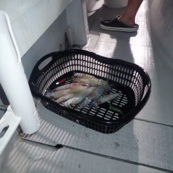 Aquanaut(アクアノート) 釣果