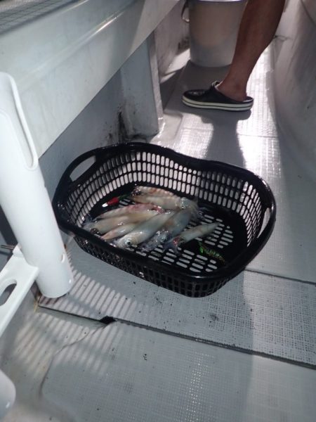 Aquanaut(アクアノート) 釣果