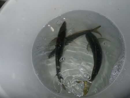 Aquanaut(アクアノート) 釣果