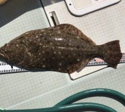 さぶろう丸 釣果