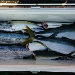 火遠理丸(ほおりまる) 釣果