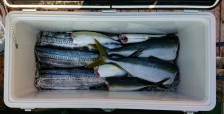 火遠理丸(ほおりまる) 釣果