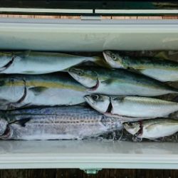 火遠理丸(ほおりまる) 釣果