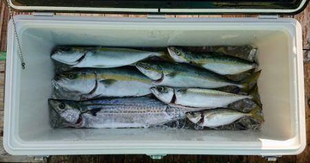 火遠理丸(ほおりまる) 釣果