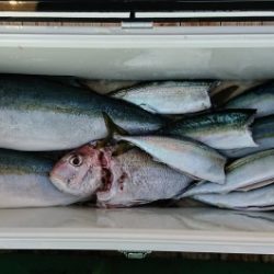 火遠理丸(ほおりまる) 釣果