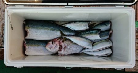 火遠理丸(ほおりまる) 釣果