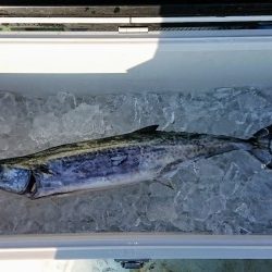 火遠理丸(ほおりまる) 釣果