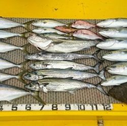 火遠理丸(ほおりまる) 釣果