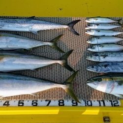 火遠理丸（ほおりまる） 釣果