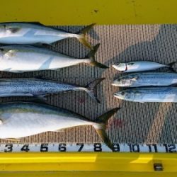 火遠理丸（ほおりまる） 釣果