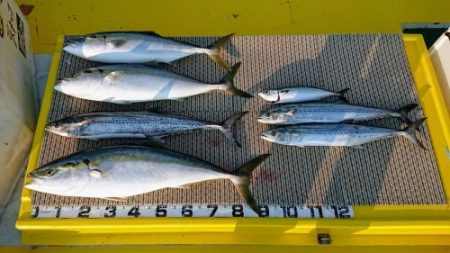 火遠理丸（ほおりまる） 釣果