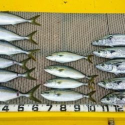 火遠理丸(ほおりまる) 釣果