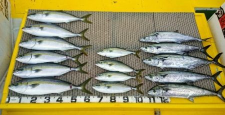 火遠理丸(ほおりまる) 釣果