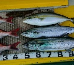 火遠理丸(ほおりまる) 釣果