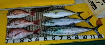 火遠理丸（ほおりまる） 釣果