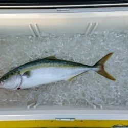 火遠理丸(ほおりまる) 釣果