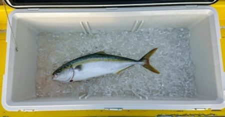 火遠理丸(ほおりまる) 釣果