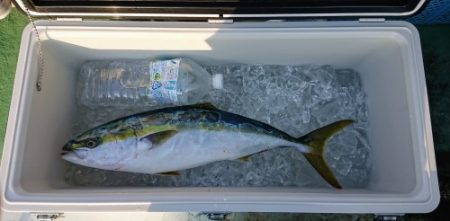 火遠理丸(ほおりまる) 釣果