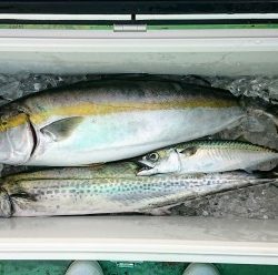 火遠理丸(ほおりまる) 釣果