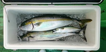 火遠理丸(ほおりまる) 釣果