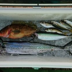 火遠理丸(ほおりまる) 釣果