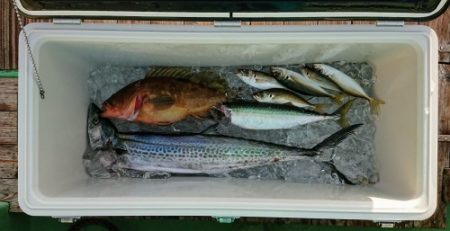 火遠理丸(ほおりまる) 釣果