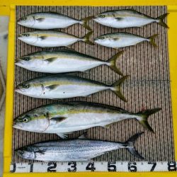 火遠理丸(ほおりまる) 釣果