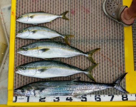 火遠理丸(ほおりまる) 釣果