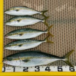 火遠理丸(ほおりまる) 釣果