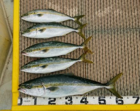 火遠理丸(ほおりまる) 釣果