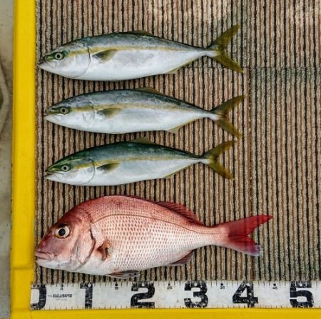 火遠理丸(ほおりまる) 釣果