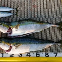 火遠理丸(ほおりまる) 釣果