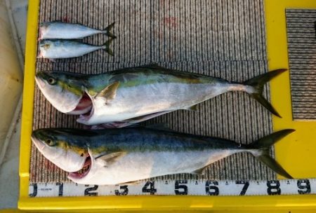 火遠理丸(ほおりまる) 釣果