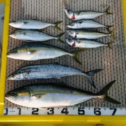 火遠理丸(ほおりまる) 釣果