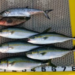 火遠理丸(ほおりまる) 釣果