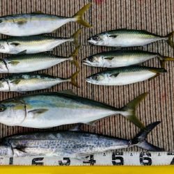 火遠理丸(ほおりまる) 釣果