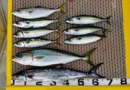 火遠理丸(ほおりまる) 釣果