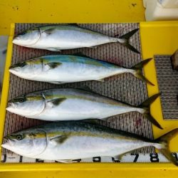 火遠理丸（ほおりまる） 釣果