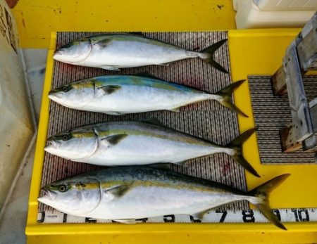 火遠理丸（ほおりまる） 釣果